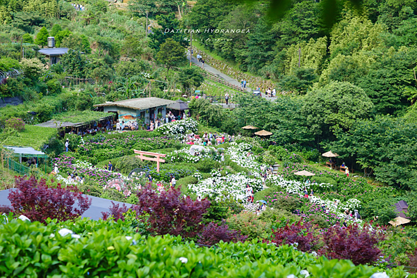 北投陽明山 大梯田繡球花.png