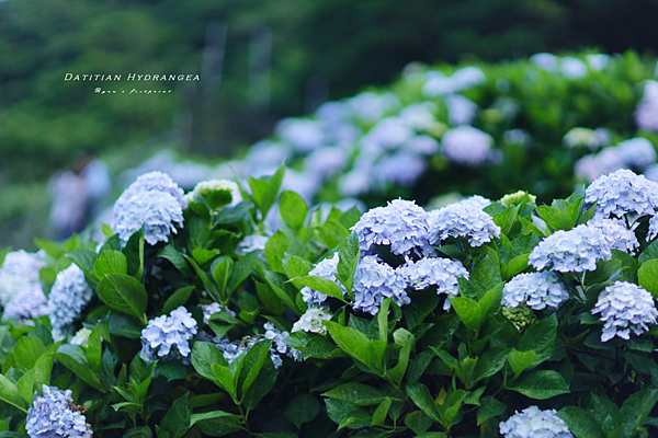 陽明山 繡球花 大梯田繡球花.png