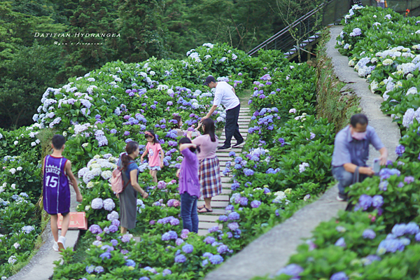 陽明山景點 大梯田繡球花.png