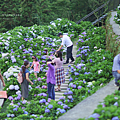 陽明山景點 大梯田繡球花.png