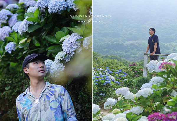 陽明山繡球花交通.png