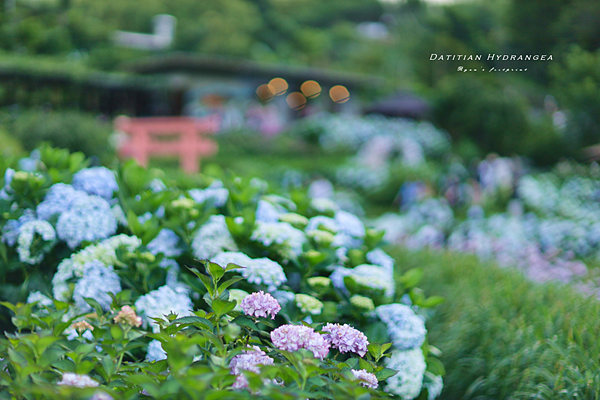 陽明山景點 曹家繡球花 拍照.png