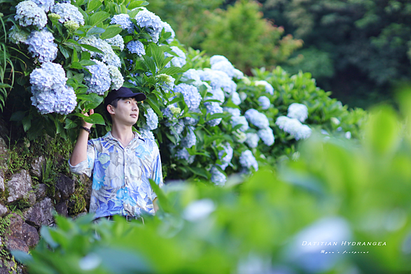 繡球花花語.png