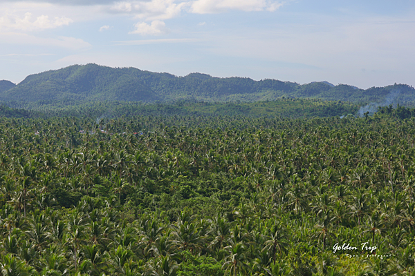 Siargao Coconut Trees View Deck.png