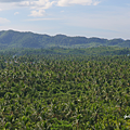 Siargao Coconut Trees View Deck.png