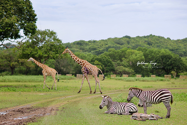 Calauit Safari Park.png