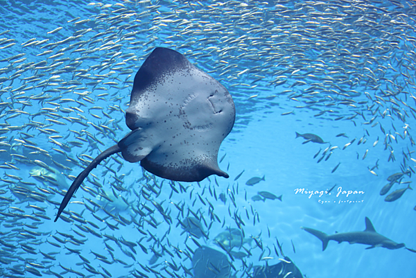 仙台海洋森林水族館.png