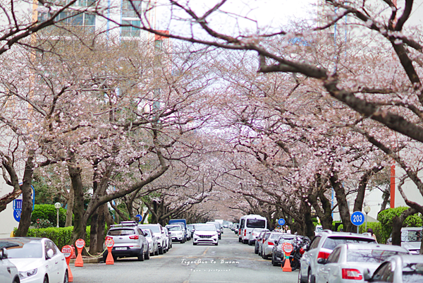 南川洞櫻花路 攻略.png