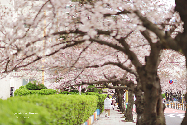 南川洞櫻花路 花季.png