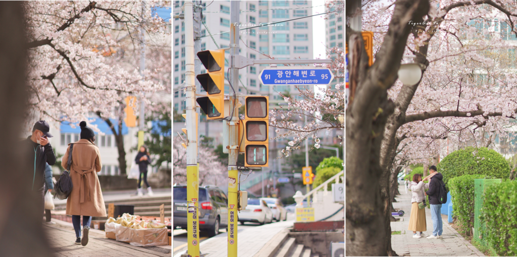 南川洞櫻花路 街景.png