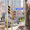 南川洞櫻花路 街景.png