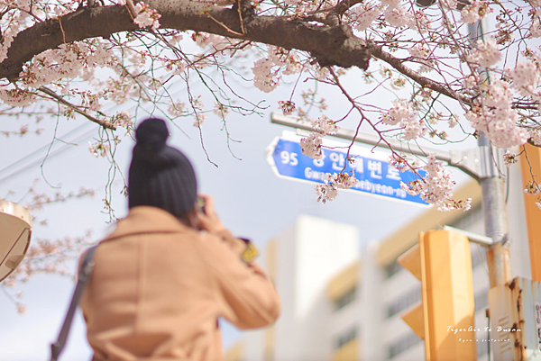 釜山南川洞櫻花路.png