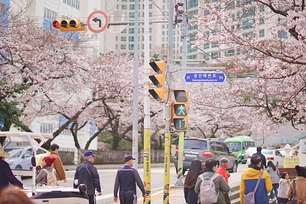 釜山 南川洞櫻花路.png