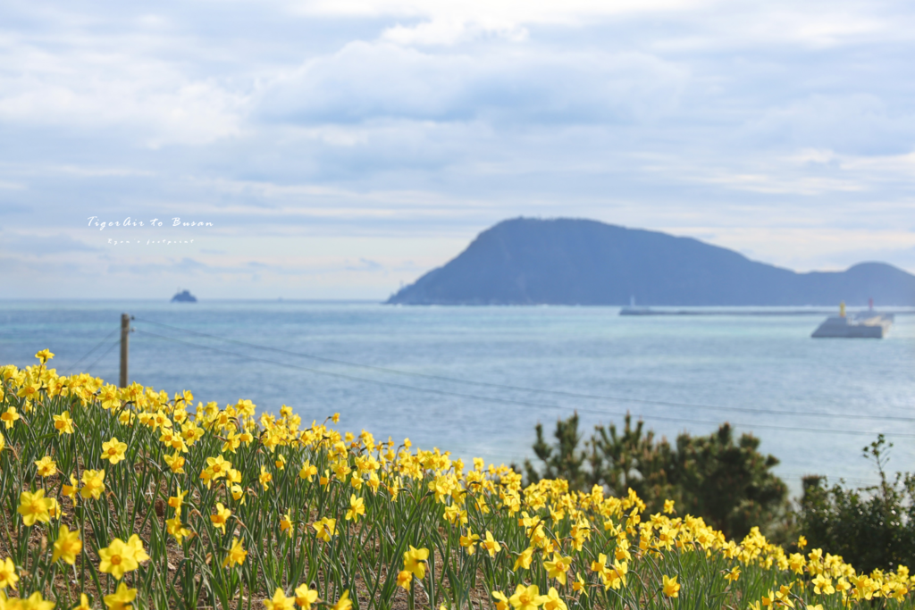 五六島 花季.png