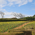 五六島 旅遊.png