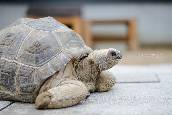 廢物媽媽育兒農場 小動物.png