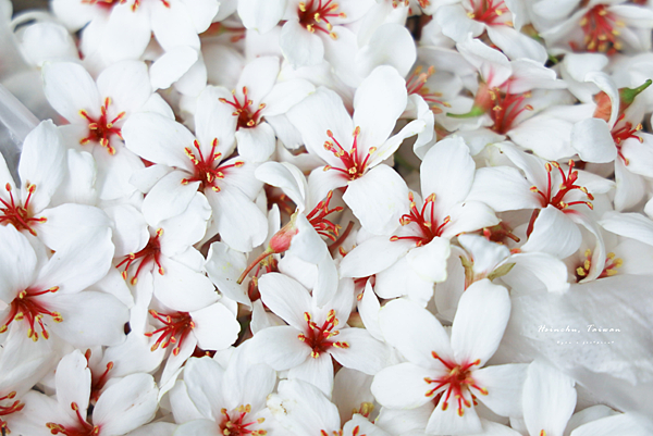 新竹 油桐花.png