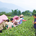 2024竹山國際茶道節 行程.png