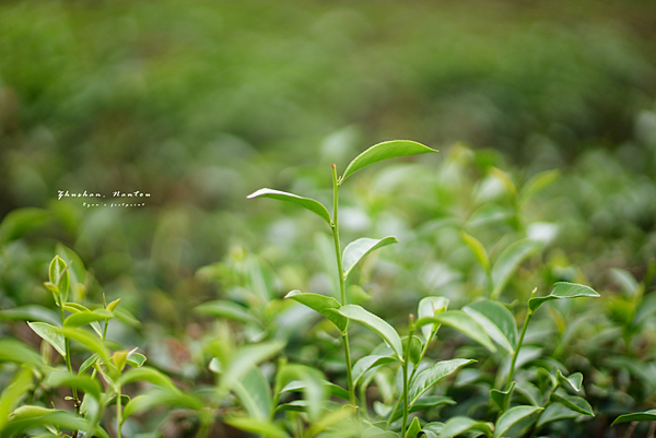 竹山 茶園.png