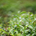 竹山 茶園.png