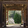 能代賞櫻 多寶院.png