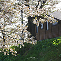 能代賞櫻 君待坂公園.png