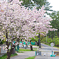 能代賞櫻 能代公園.png