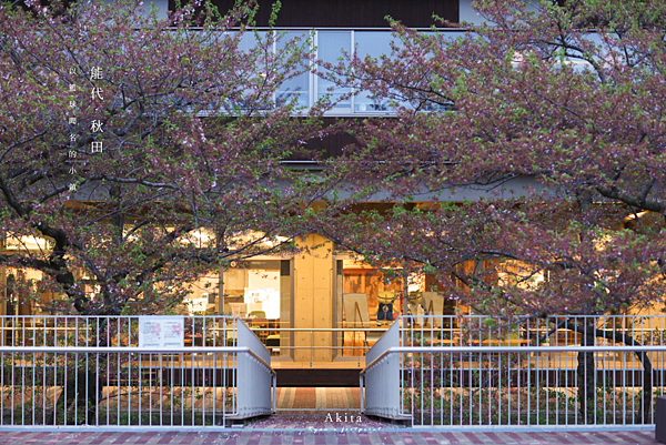 能代賞櫻 能代市役所 (能代市役所櫻庭).png