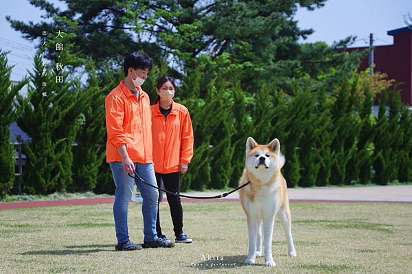 大館 秋田犬.png