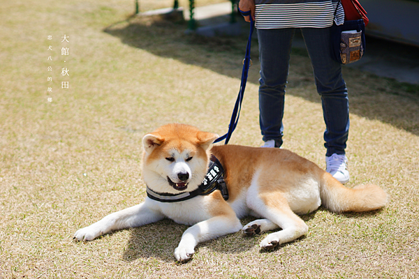 大館秋田犬 推薦.png