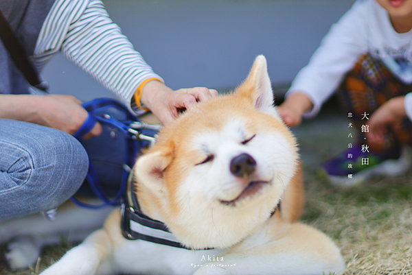 大館哪裡看得到秋田犬.png