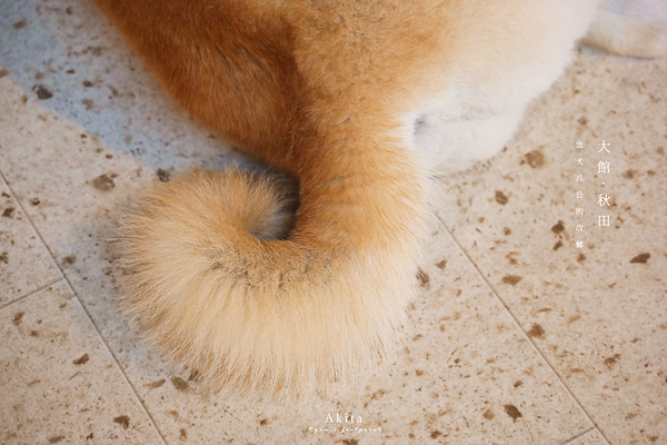 秋田 秋田犬.png