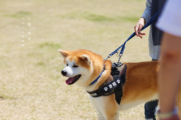 秋田景點 秋田犬之里.png