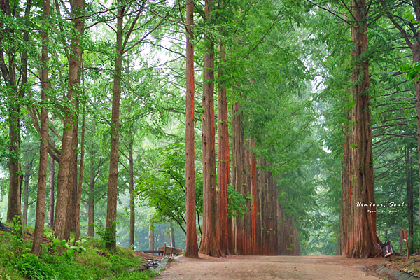 首爾南怡島包車.png