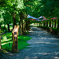 成美文化園 歸鄉步道 (北國風情落羽松秘境).png