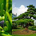 成美文化園 羅漢松.png