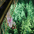 岡山森之藝術祭  Leandro Erlich《The Nature Above》.png