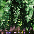 岡山森之藝術祭 《The Nature Above》.png