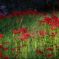 岡山森之藝術祭 蜷川實花.png