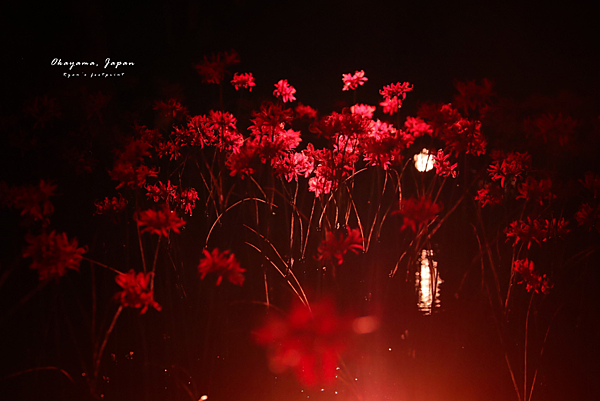 岡山森之藝術祭 蜷川實花《深淵中的彼岸之夢》.png