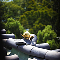 岡山城介紹.png