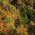 山彥大吊橋 (やまびこ吊橋).png