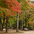 仙台楓葉 勾當台公園.png