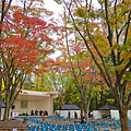 仙台銀杏 勾當台公園.png