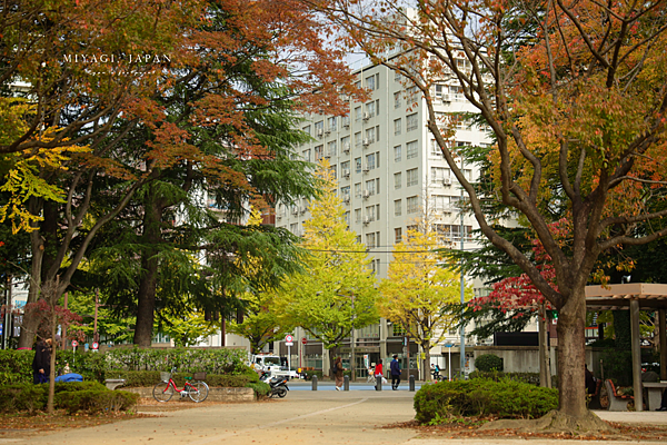 仙台銀杏 錦町公園.png