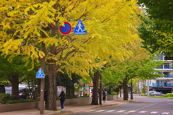 仙台銀杏 宮城縣廳前表小路.png