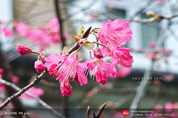 SHARP AQUOS R9 pro 實拍.png