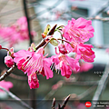 SHARP AQUOS R9 pro 實拍.png