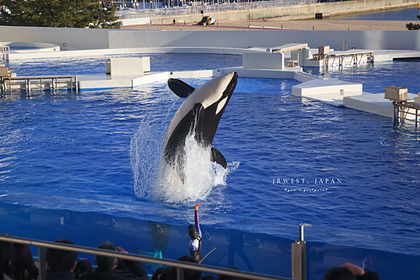 ORCA STADIUM 虎鯨場館.png