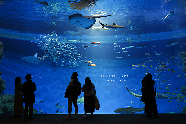 神戶 Aqua Live 海生館.png